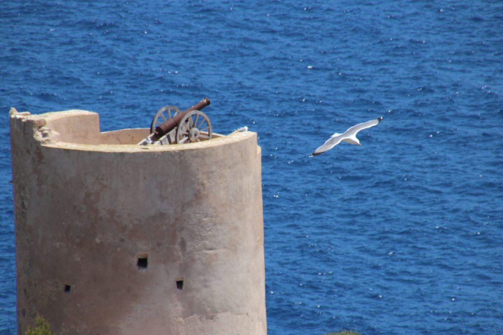 Wehrturm mit Möwe auf Sa Dragonera