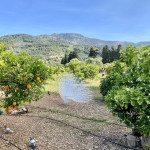 Mallorca Orangenfinca Ecovinyassa in Sóller