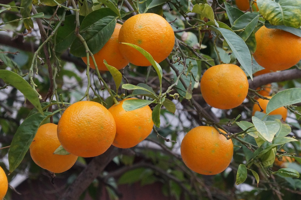 Frühling auf Mallorca - mild, bunt, entspannt, aktiv, super schön 3 Frühling auf Mallorca - Orangen an den Bäumen